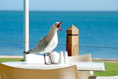 bird screaming on table