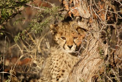 wild cat in foliage