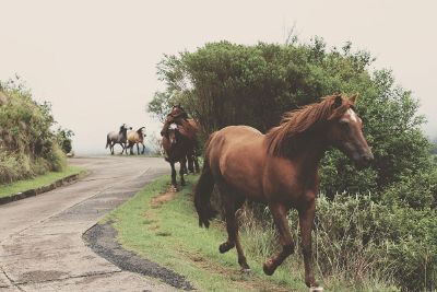 wild horses along paved trail