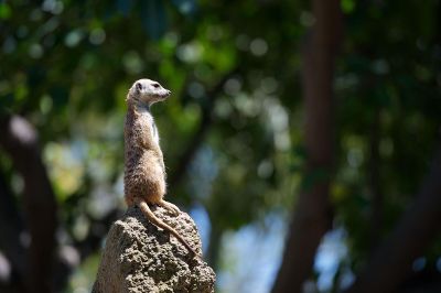 meerkat on hill