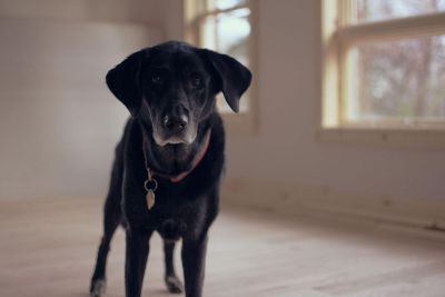 black dog in white room