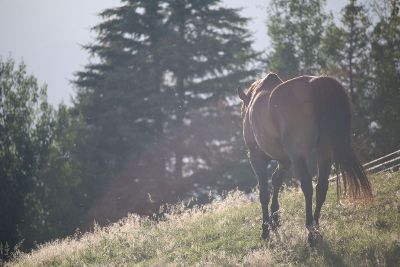 horse in a field