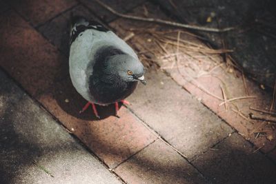 pigeon on the ground