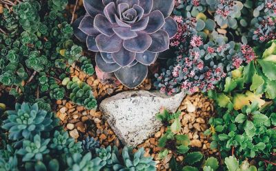 planted succulents