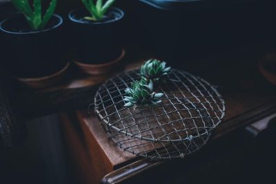 plants on a metal grid