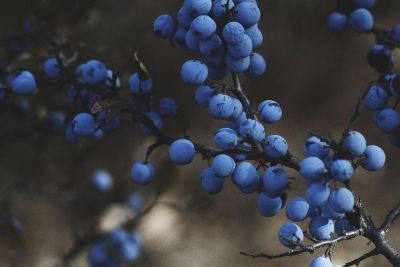 branch of blueberries