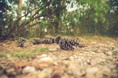 pinecones on the ground