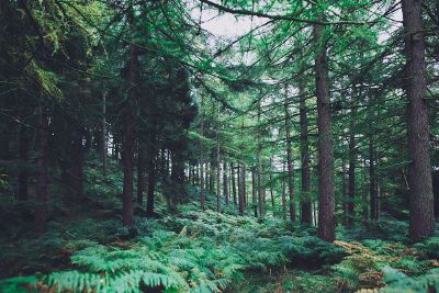 forest with ferns