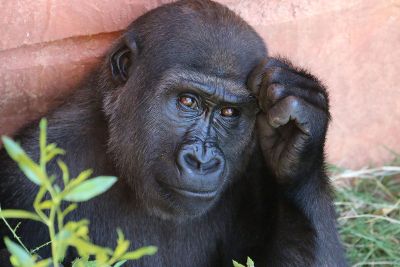 posing gorilla