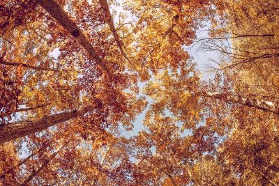 tall autumn trees