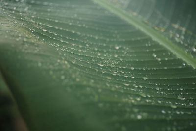 dewdrops on a leaf