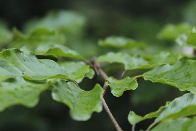 closeup of leaves