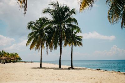 palm trees on a beach