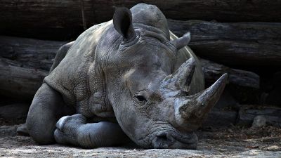 rhino resting in a zoo