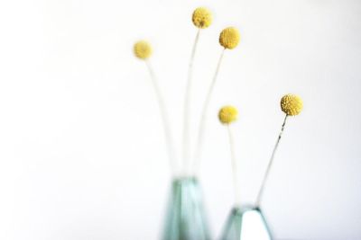 yellow flower in a vase