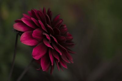 deep red flower