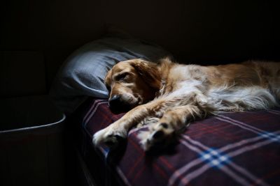 sleepy labrador