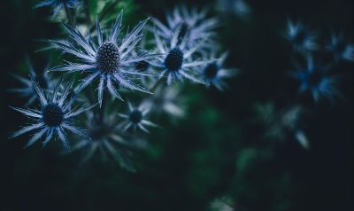 spiky flowers