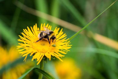 bumble bee on dandelion