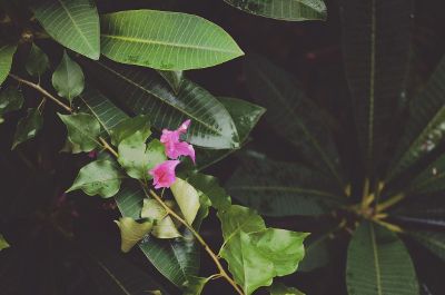 pink flowers and green leaves