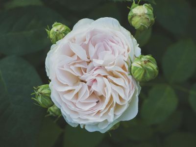 blooming carnation
