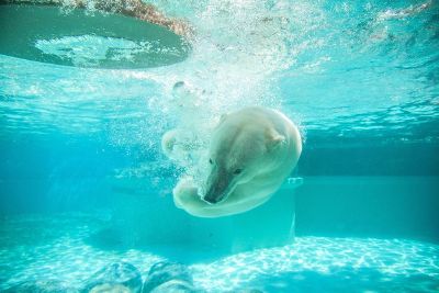 swimming polar bear