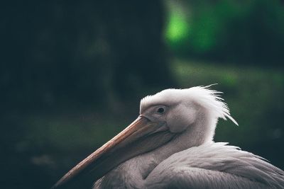 close up of pelican