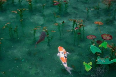 fish in a pond