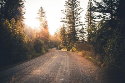 a road thru the forest