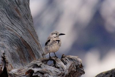 bird standing on tree branch