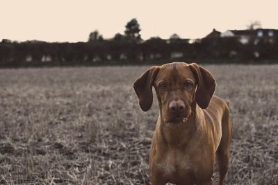 dog in a field