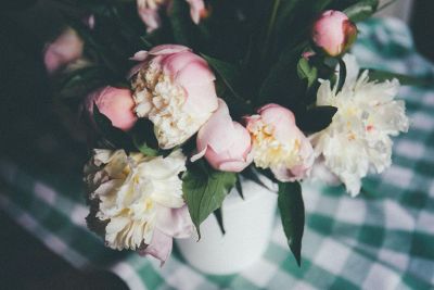 white and pink flowers