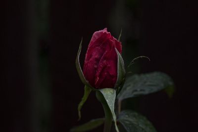 fresh red flower