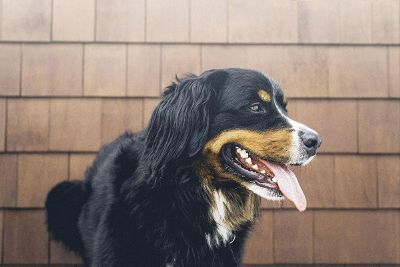 black and brown dog panting