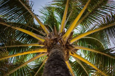 palm tree on a sunny day