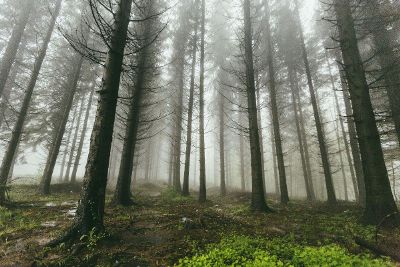 forest fog