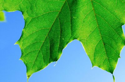 beautiful green leaf