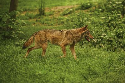 coyote on the field
