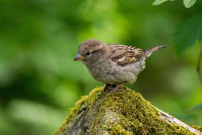 small bird perched on rock