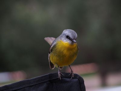closeup of bird perched on bag