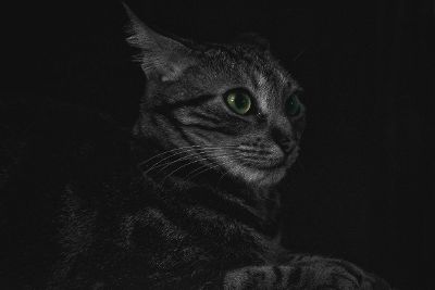 cat in the dark