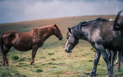 meandering horses