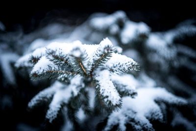 snow on a tree