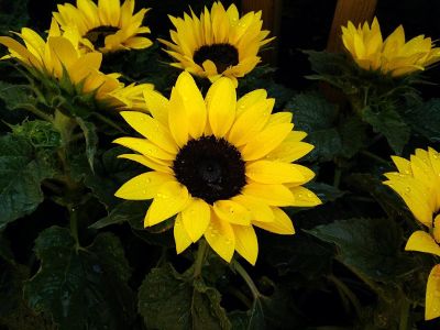 yellow sunflowers