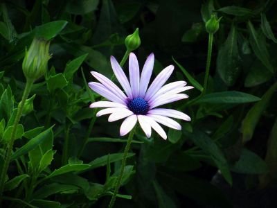 white flower in grass