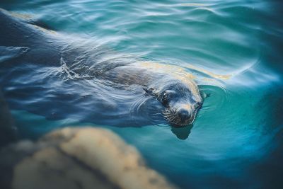 sea lion in water