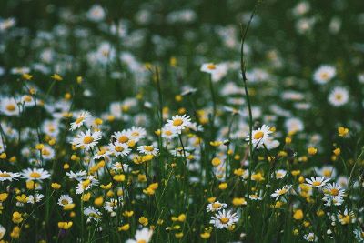 a field of flowers