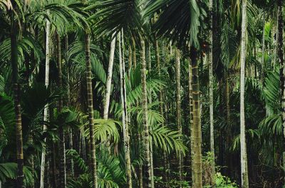 scenic view of palm trees