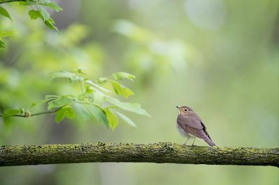 bird on a branch with leaf