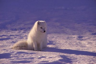 husky in a field of snow